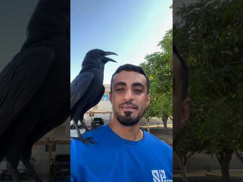 هذا الغراب يفهم لغة البشر