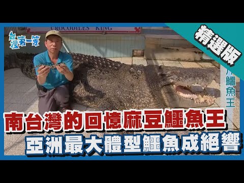 台灣第一等【回憶中的麻豆鱷魚王明星"小河" 40年珍貴的人鱷情感】台南 _精選版
