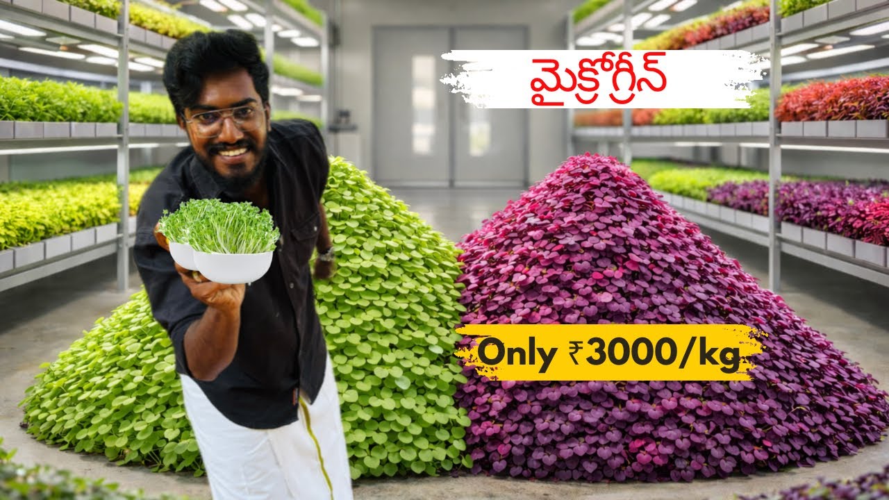 మైక్రోగ్రీన్స్ ఫార్మింగ్ | Agrotill #farming