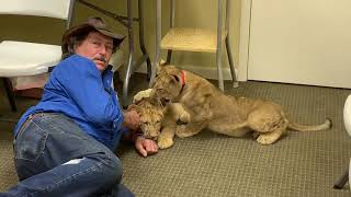 Adorable Cute Twin Lion Cubs Playing by Kennys Wild Things 3,772 views 4 years ago 1 minute, 12 seconds