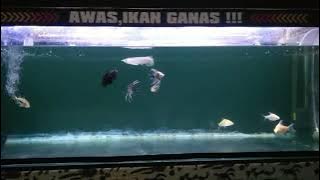 story WA ikan arwana pino