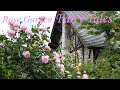 ローズガーデン フェアリーテイルズ [4K] Rose Garden Fairy Tales #rose #rosegarden