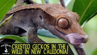CRESTED GECKOS IN THE WILD! Are we keeping them correctly? (New Caledonia, 2018)