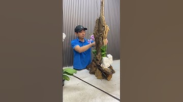 Chậu lan Hồ Điệp gỗ lũa siêu rẻ và đọc đáo cho hội nghị ! |Lannia