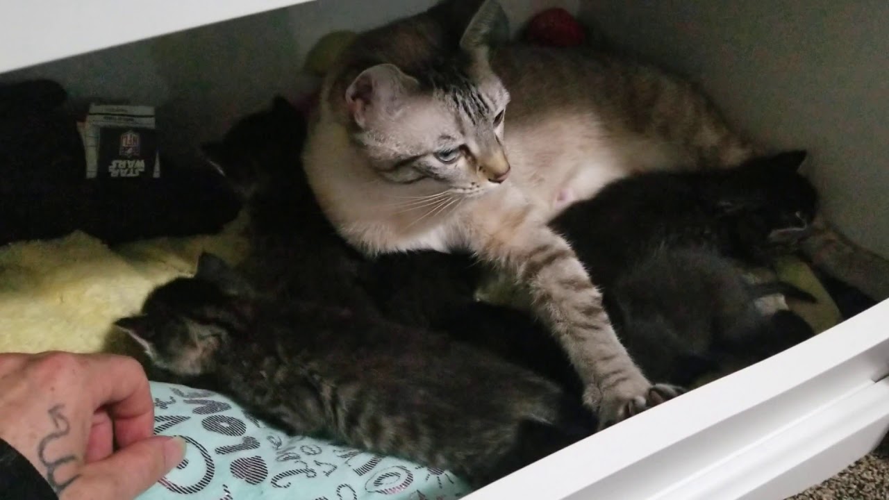 Cute kitten's 2020 - YouTube