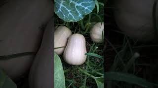 Huerta con calabazas 🎃, maíz 🌽 y girasoles 🌻.