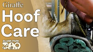 How to Care for Giraffe Hoofs