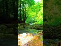 Soft Relaxing Sounds for Your Mind 🌙 #relaxingmusic #nature #deepsleep