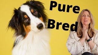 Can I Adopt A Pure Bred Dog?