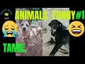 Animals funny collection 1tamil trend zonefully enjoy