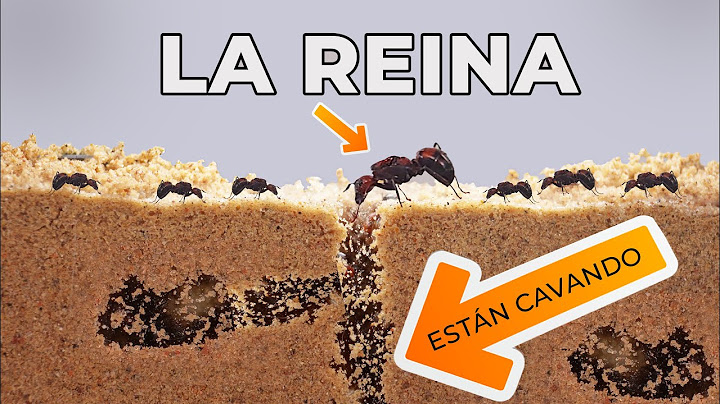 Me compré un hormiguero de arena ! así reaccionan las hormigas a su nuevo hogar