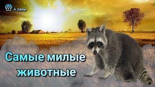 Самые милые животные