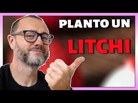 Video: Aprenda sobre el cultivo de tomates litchi