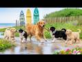 12 Hours of Dog Calming Music 🐶 Dog Music 🎬 Dog Separation Anxiety Music for Peaceful Rest
