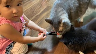 娘から平等になるようにチュールをもらう猫　ノルウェージャンフォレストキャット　Cats get equal treats from one year olds