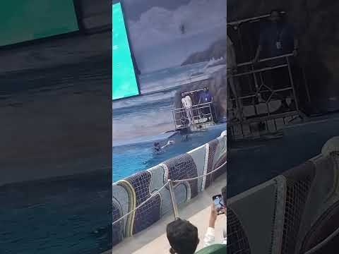 @dubaidolphinarium #dolphins  Dolphinarium  @CreekparkDubai  enjoy watching #everyone #dubai