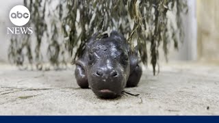 Download Lagu Pygmy hippo baby at Kansas Zoo refuses to leave pool until universal 'mom stare' MP3 Download Lagu Pygmy hippo baby at Kansas Zoo refuses to leave pool until universal 'mom stare' MP3