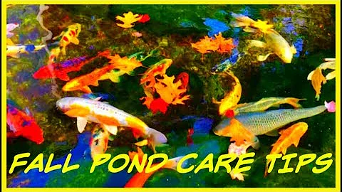 Koi Pond Water Garden Tips for Autumn Pond Keeping for New Jersey pond keepers  STEWARTSVILLE NJ
