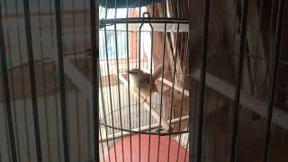 Download Lagu Ciblek gunung ( Cigun)  Materi cililin MP3