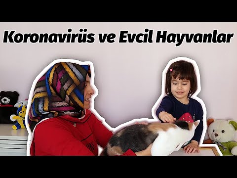 Koronavirüs (coronavirus / covid-19) ve Evcil Hayvanlar | #EvdeKal #StayHome