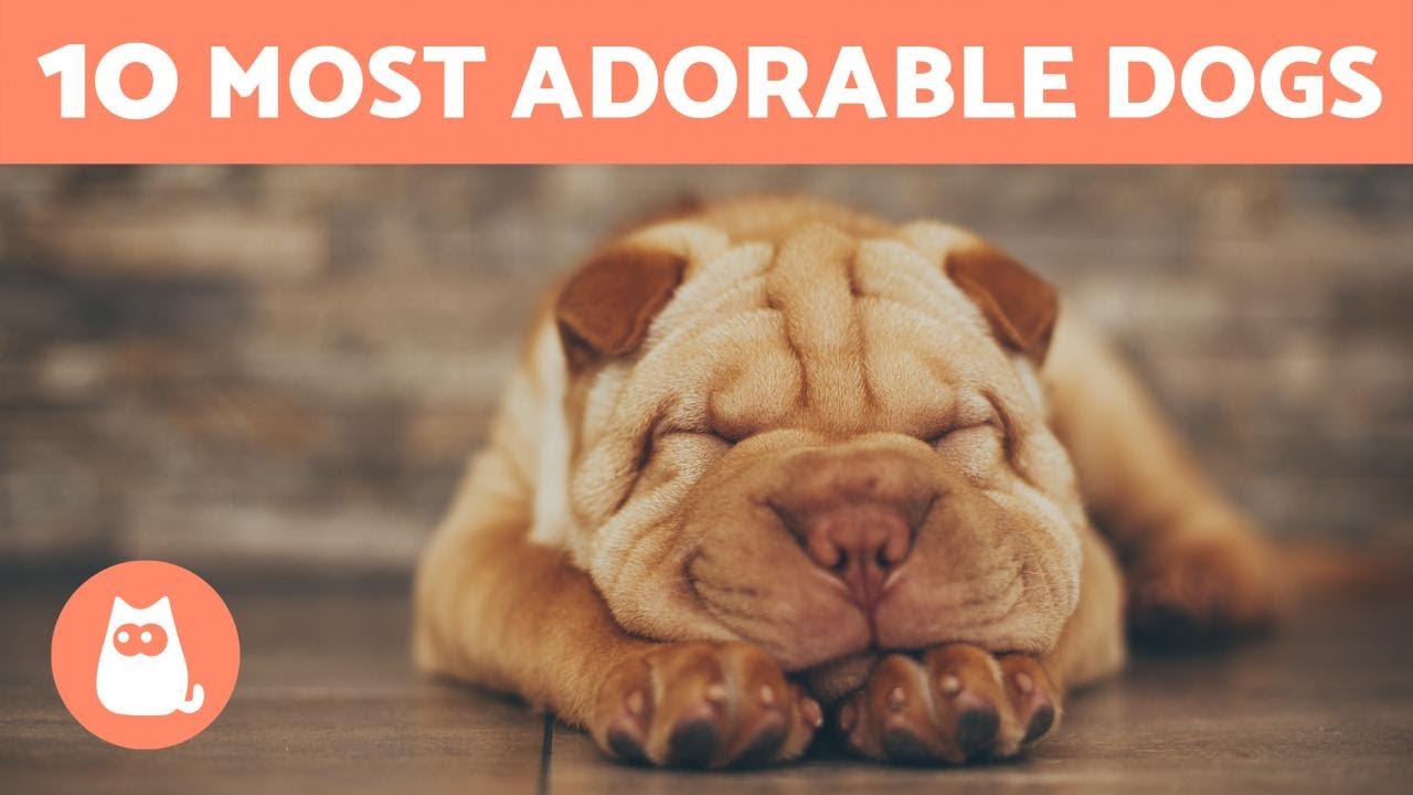 Adorable Dog Meaning Adorable Dog Meaning