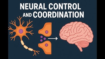Neural control and coordination