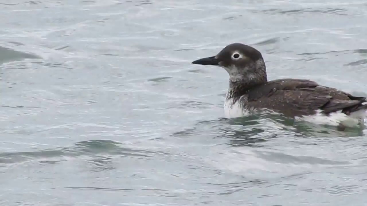 ケイマフリ/Spectacled Guillemot 