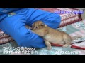 2015/02/12生まれ　ライオンの仔
