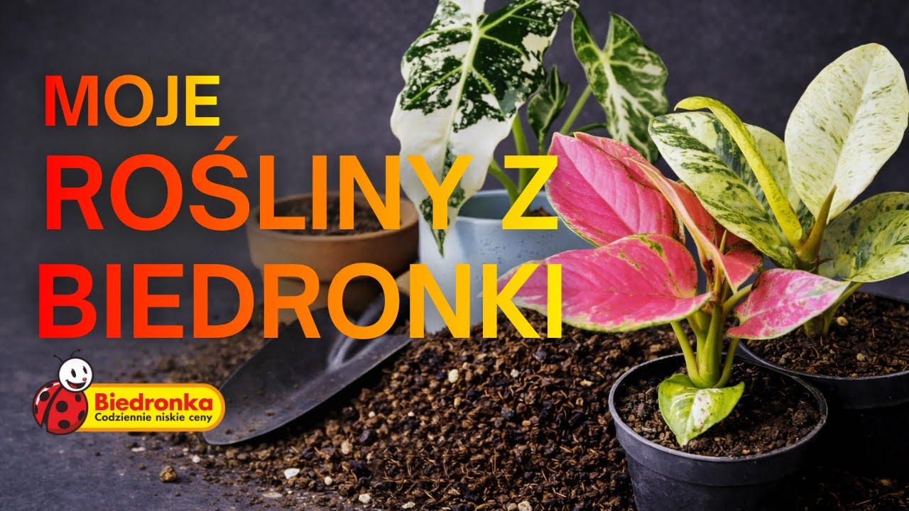 KUPIŁEM ROŚLINY Z BIEDRONKI. CO DALEJ?