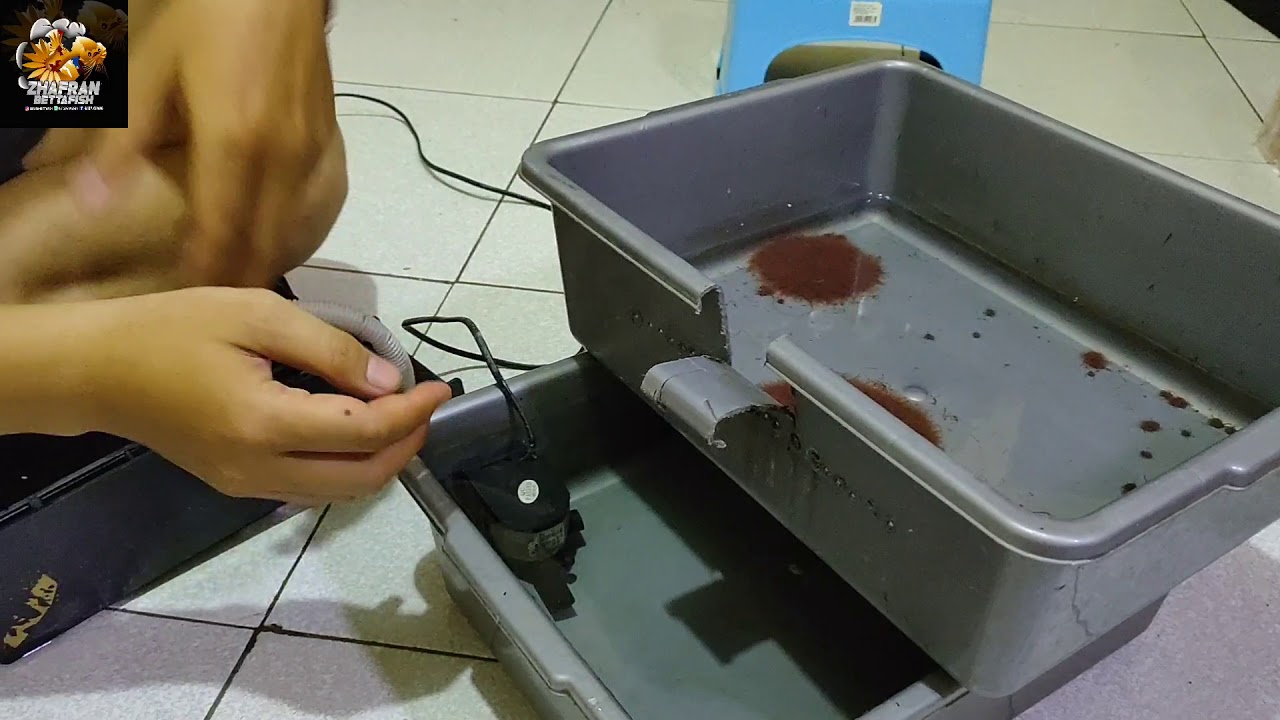 Cara agar cacing sutra bertahan hidup lebih lama