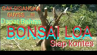 Berburu Bonsai Di alam liar mendapat bahan Bonsai Loa babon Super Juara#Juragan putri#bonsaijuara
