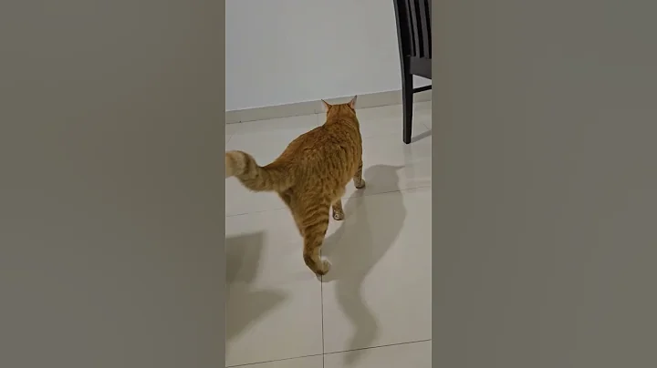 Watch the video about Do i look like sausage 🤔 #cat #kitten #cute #catlover #funny #catlaughs #catperson #mycat