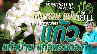 แก้ว แก้วบ้าน แก้วพวง ทน หอม แน่น การันตีว่าหอมข้ามทุ่ง ฟุ้งเต็มบ้าน Murraya paniculata