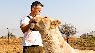Lion Medical EMERGENCY! | The Lion Whisperer by The Lion Whisperer 86,748 views 5 months ago 9 minutes, 37 seconds