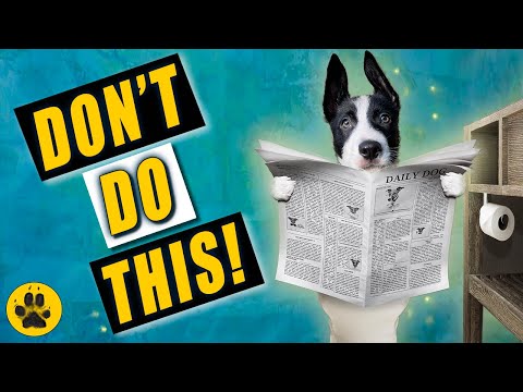 How to Potty Train Border Collie Puppy