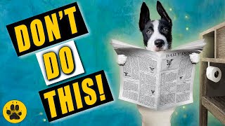 How to Potty Train Border Collie Puppy by The Dog Vlog 14,542 views 3 years ago 8 minutes, 44 seconds