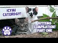 Icymi caturday  mother cat and kittens part 1  cats compilation