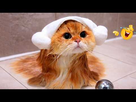 These CATS Are Too FUNNY To Handle 😹🙀 | Funny Cat Videos 2026