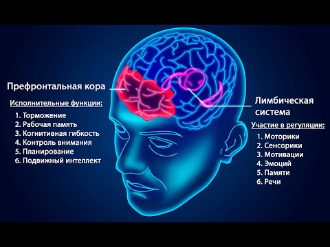 префронтальная кора и лимбическая система работают в полном согласии