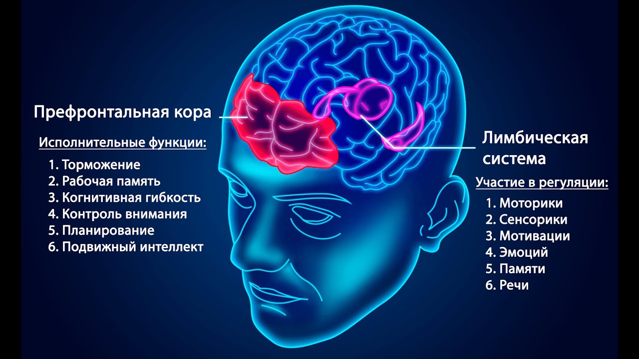 префронтальная кора и лимбическая система работают в полном согласии ...