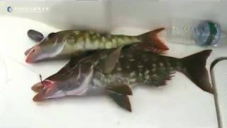 19119032 1464883740236647 895383892465287168 n