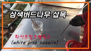 삼색버드나무.화이트핑크셀릭스(white pink salix) 봄삽목