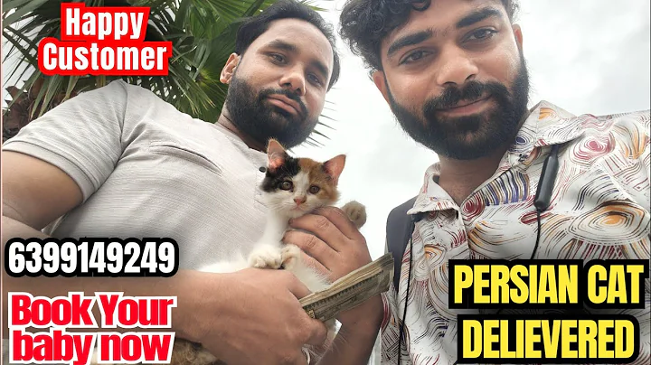 Video 10203481: persian cat, cat kitten pets, cat pets reaction