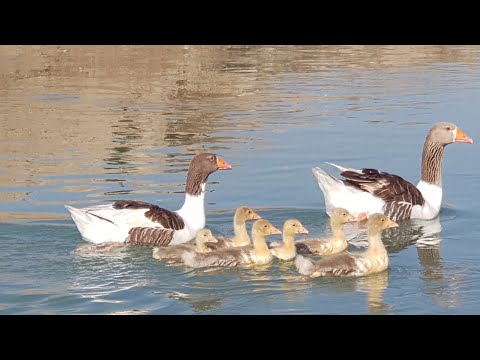 فيديو: كم عدد الأوز لديها؟