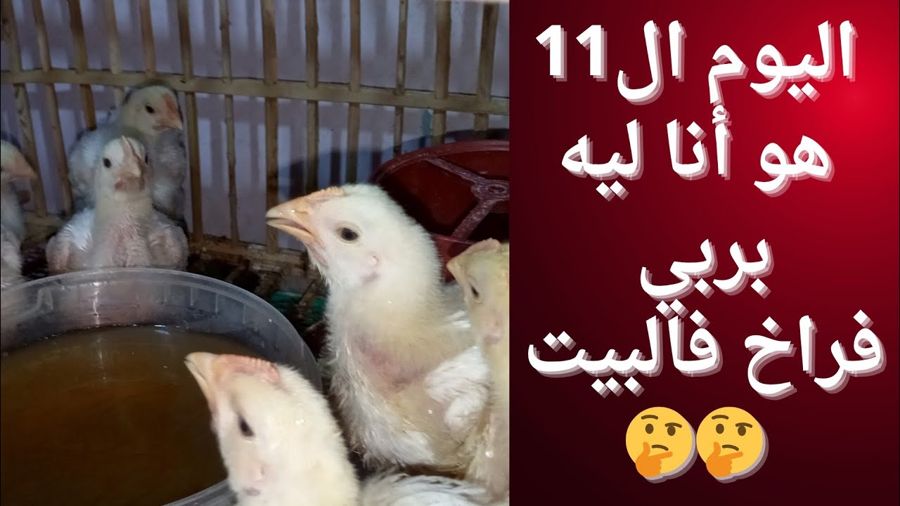 ❤️سر شخصي كشفته النهارده 😍 | اليوم 11 من تربية الفراخ