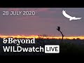 WILDwatch Live | 28 July, 2020 | Afternoon Safari | South Africa