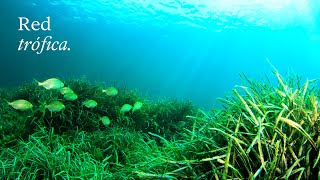 Red Trófica Qué Es La Cadena Alimenticia? Educaixa