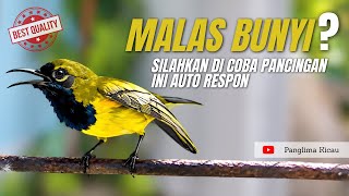 Download lagu MALAS BUNYI? Pakai Pancingan Sogon Ini Langsung Respon!! Auto Nyaut & Gacor Seketika 🔥 #pancingan 