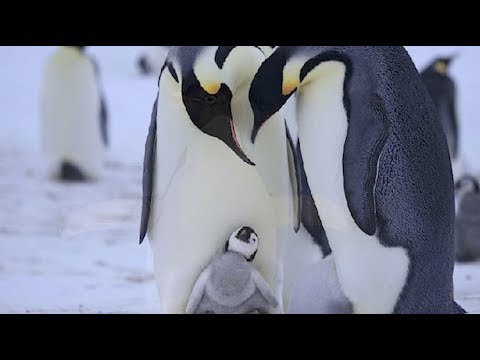 10 เรื่องน่ารู้ของเพนกวินสุดน่ารัก