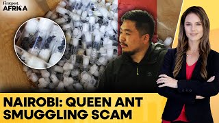 Chinese Man Caught Smuggling 2,200 Live Ants In Nairobi Firstpost Africa N18G